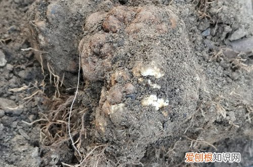 月季根瘤的土还能用吗 月季发现根部有瘤样的东西是根瘤病吗？用啥药？土壤要消毒吗？