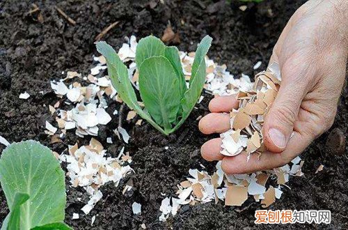 怎么用厨房的垃圾做花肥 一天一斤厨余,一年365斤,省去扛土之苦