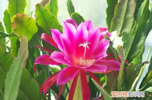 图 令箭荷花如何剪才能开花(荷花令箭修剪)