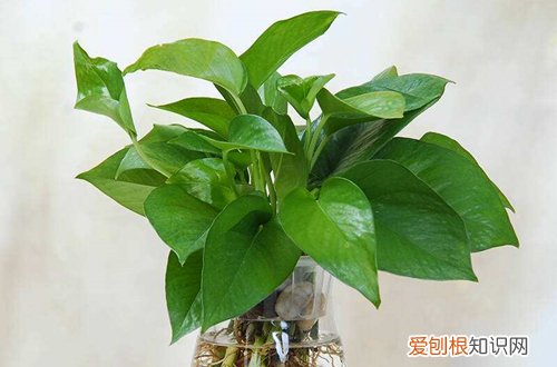 图 绿箩水养，根系需要清洗吗？绿萝水培的养护方法和注意事项(水培绿萝需要换水洗根吗)