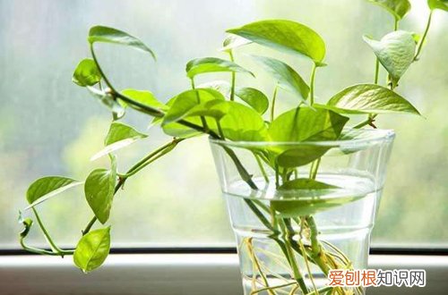 图 绿箩水养，根系需要清洗吗？绿萝水培的养护方法和注意事项(水培绿萝需要换水洗根吗)