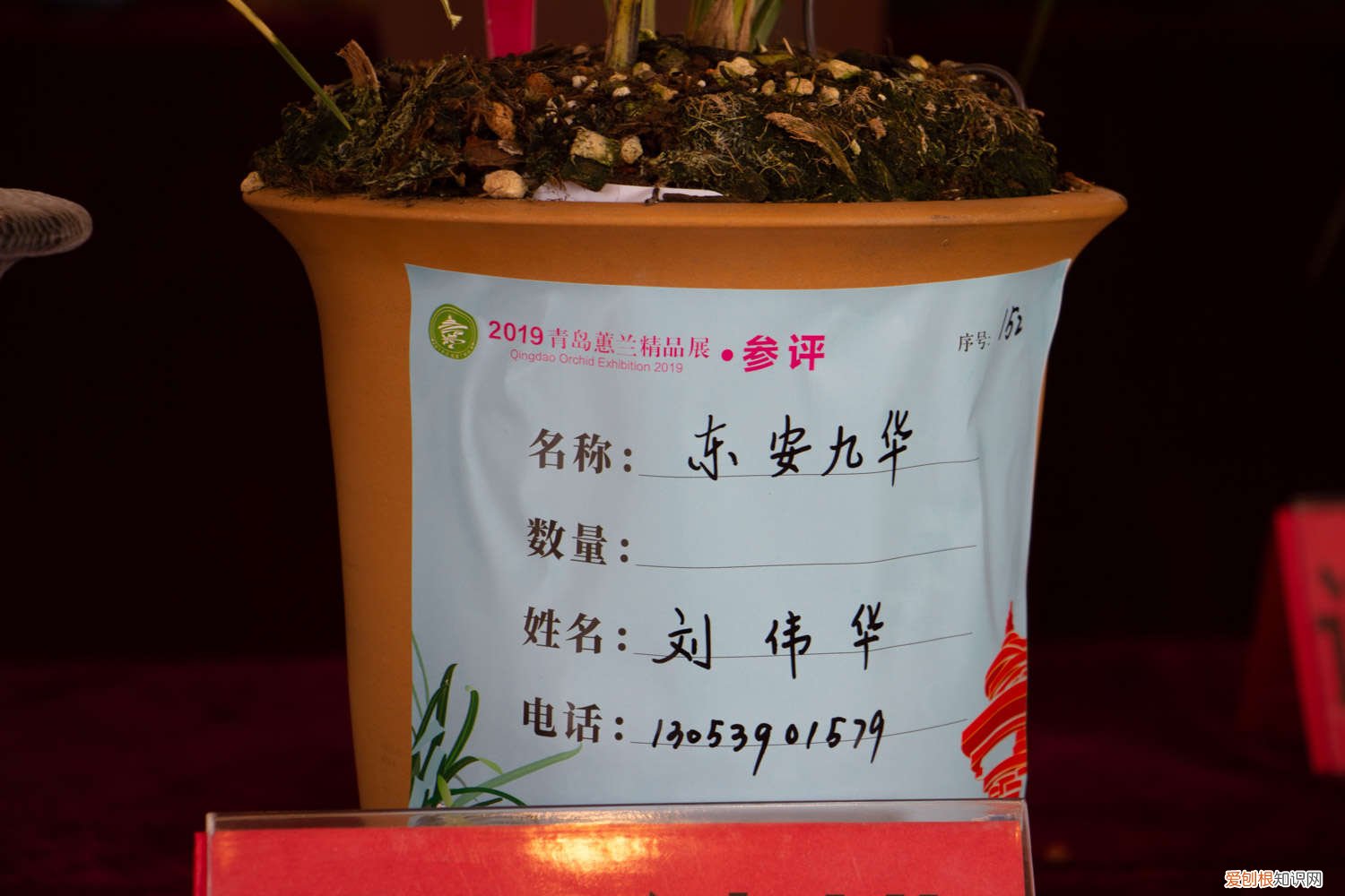 兰花种植花盆选择 兰花怎么选盆，用什么盆栽培最好