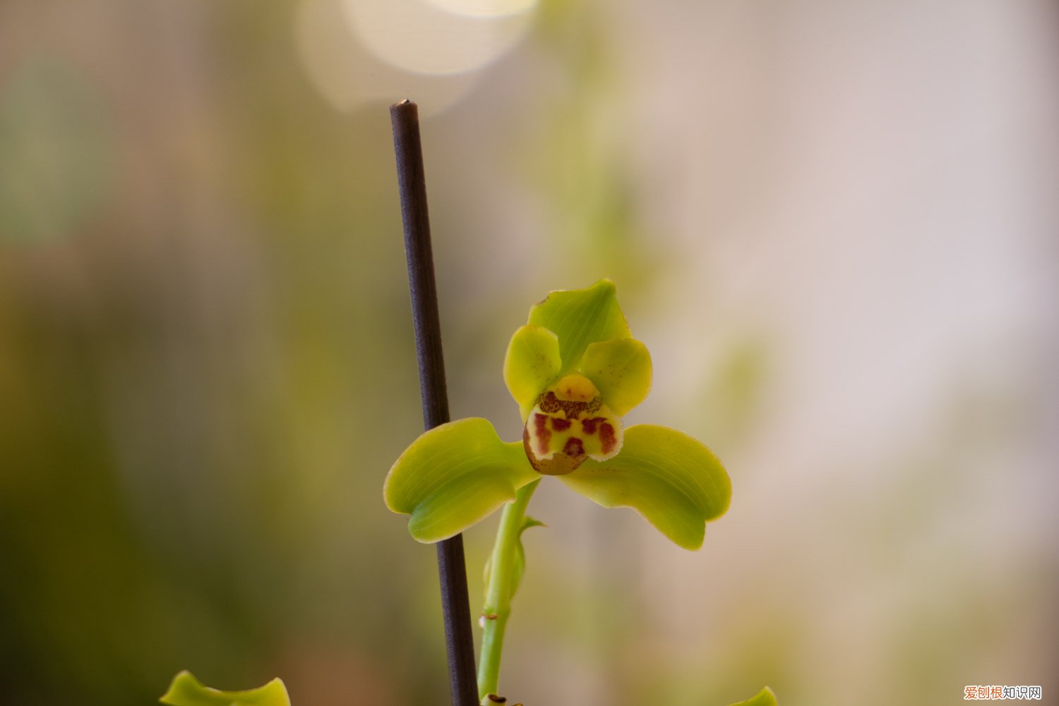 刚移盆的兰花怎么养护 兰花开花时怎么养，开花时能移盆吗