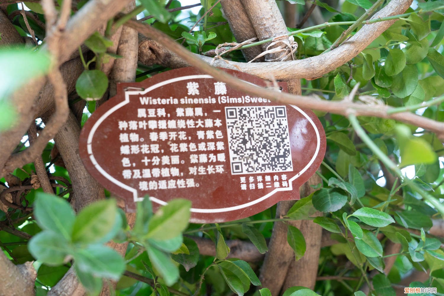 紫藤修剪时间 紫藤怎么修剪，几月份修剪