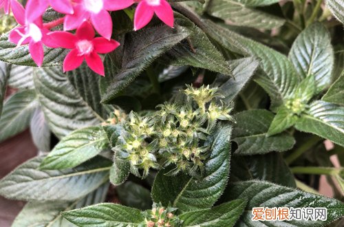 图 五星花怎么养护 五星花养护方法有哪些