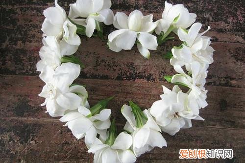 栀子花冬季如何浇水 冬天栀子花如何浇水，停止生长休眠后怎么浇水？