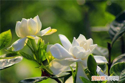 栀子花冬季如何浇水 冬天栀子花如何浇水，停止生长休眠后怎么浇水？