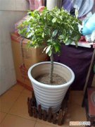 栀子花冬季如何浇水 冬天栀子花如何浇水，停止生长休眠后怎么浇水？