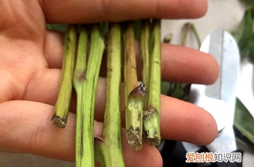 怎样延长花期给鲜花保鲜 买回来的鲜花该如何处理，才可以让花期最大限度延长！