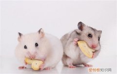 仓鼠眼睛发炎会自愈吗，仓鼠眼睛有炎症