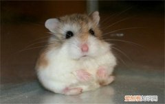 仓鼠要冬眠吗，仓鼠冬眠吗要烫手冬眠了吧