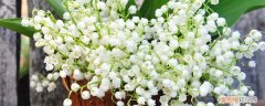 铃兰养多久会开花 铃兰开花时间，花期如何养护