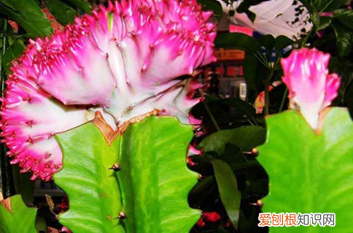 巴西龙骨冬天怎么养护 巴西龙骨养护要注意哪些事项
