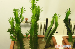 巴西龙骨冬天怎么养护 巴西龙骨养护要注意哪些事项