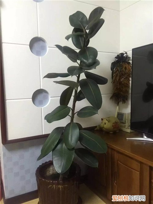 橡皮树冬天怎么修剪 橡皮树如何修剪,冬天适合修剪吗?看完本文,你就不会疑惑了