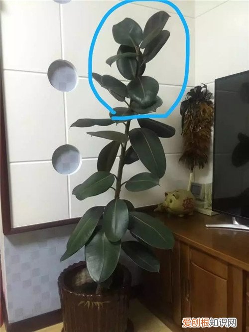 橡皮树冬天怎么修剪 橡皮树如何修剪,冬天适合修剪吗?看完本文,你就不会疑惑了