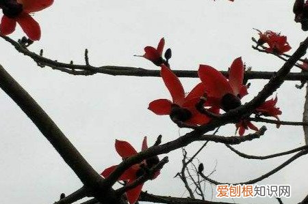 木棉棉花长什么样 木棉和棉花的区别,木棉怎么养