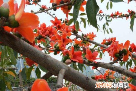 木棉棉花长什么样 木棉和棉花的区别,木棉怎么养