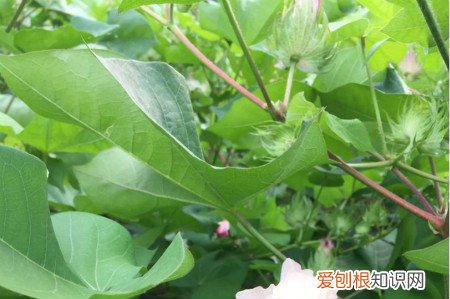 木棉棉花长什么样 木棉和棉花的区别,木棉怎么养