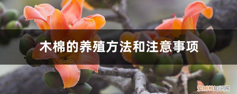 木棉花适应什么地方种植 木棉的养殖方法和注意事项,适合种在什么地方