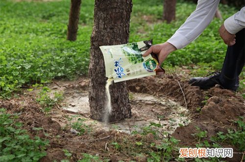 图 生根粉要怎么用才能效果好呢(生根粉怎样用最好)