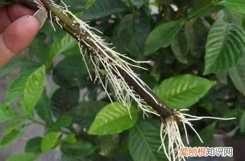 图 生根粉要怎么用才能效果好呢(生根粉怎样用最好)