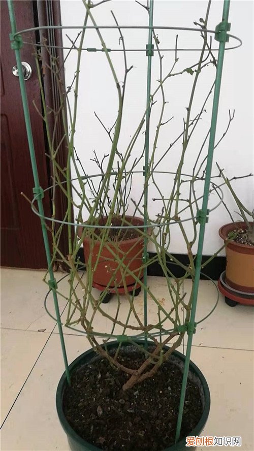 图 蓝雪花的叶子老是蔫蔫的是怎么回事 怎么办