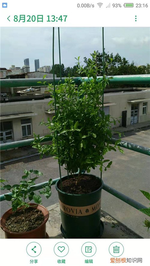 图 蓝雪花的叶子老是蔫蔫的是怎么回事 怎么办