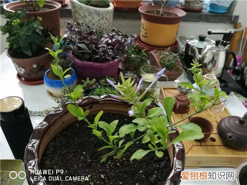 图 蓝雪花的叶子老是蔫蔫的是怎么回事 怎么办