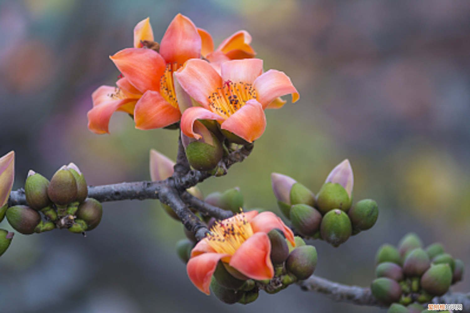 木棉花怎么养好 盆栽木棉花怎么浇水，怎么种植