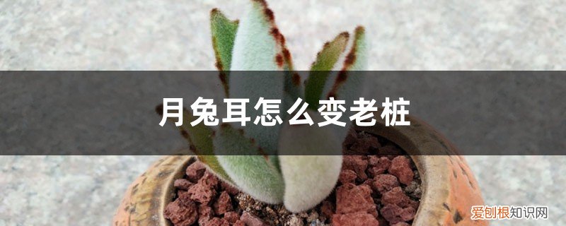 月兔耳老桩图片 月兔耳怎么变老桩,徒长怎么办