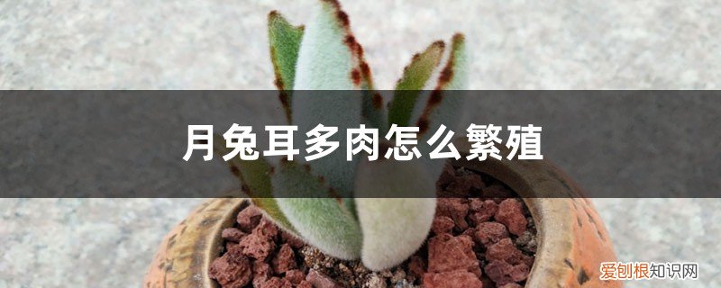 月兔耳多肉怎么养才好看 月兔耳多肉怎么繁殖,怎么养