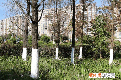 图 冬天花卉要怎么养护 冬天花卉有哪些养护要点