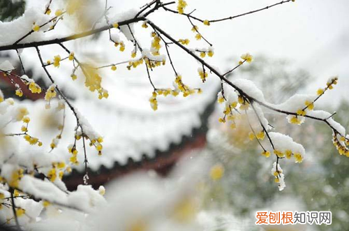 图 冬天花卉要怎么养护 冬天花卉有哪些养护要点