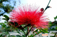 花卉线虫病 网球花遭受蛞蝓和线虫侵害如何处理