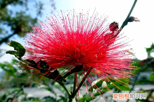 花卉线虫病 网球花遭受蛞蝓和线虫侵害如何处理