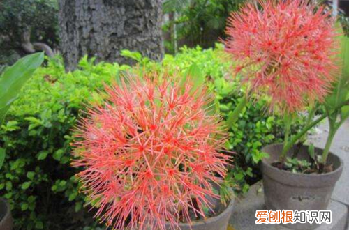 花卉线虫病 网球花遭受蛞蝓和线虫侵害如何处理