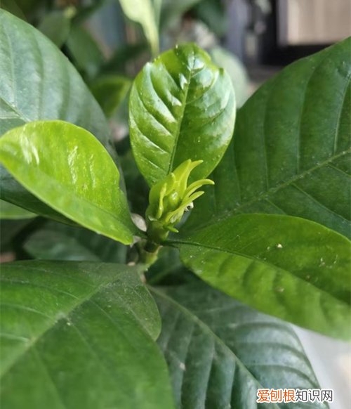 图 栀子花为什么要休眠 植物为什么要春化