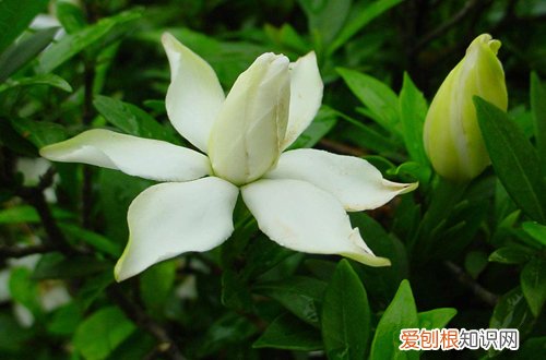 图 栀子花为什么要休眠 植物为什么要春化
