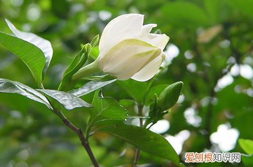 图 栀子花为什么要休眠 植物为什么要春化