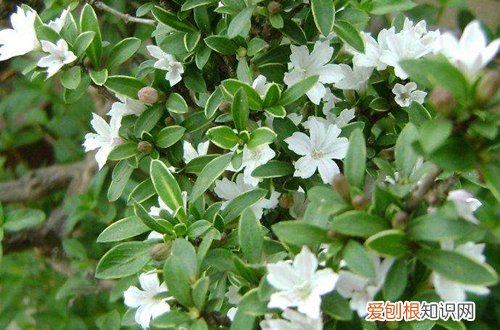 图 盆栽六月雪冬天怎么养(盆栽六月雪的养殖方法和环境)