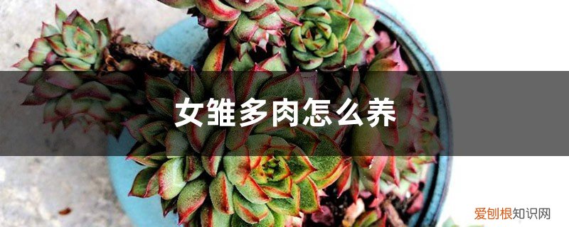 一颗女雏多久养爆盆 女雏多肉怎么养，多久能养爆盆