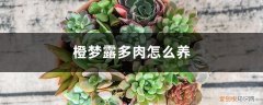 橙梦露多肉怎么养肥 橙梦露多肉怎么养，怎么出状态