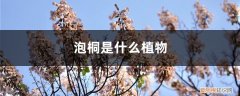泡桐是什么植物，如何繁殖
