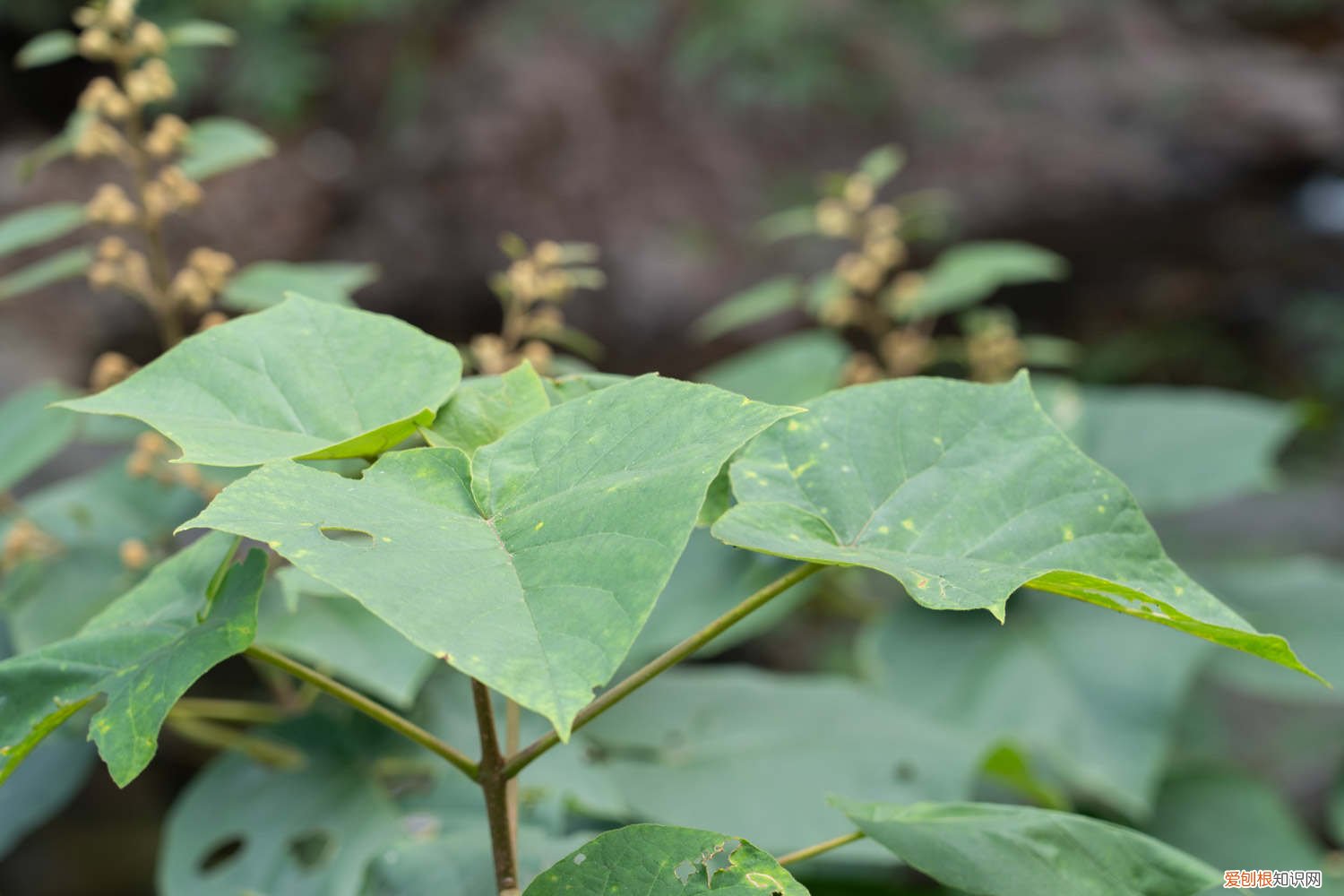 泡桐是什么植物，如何繁殖