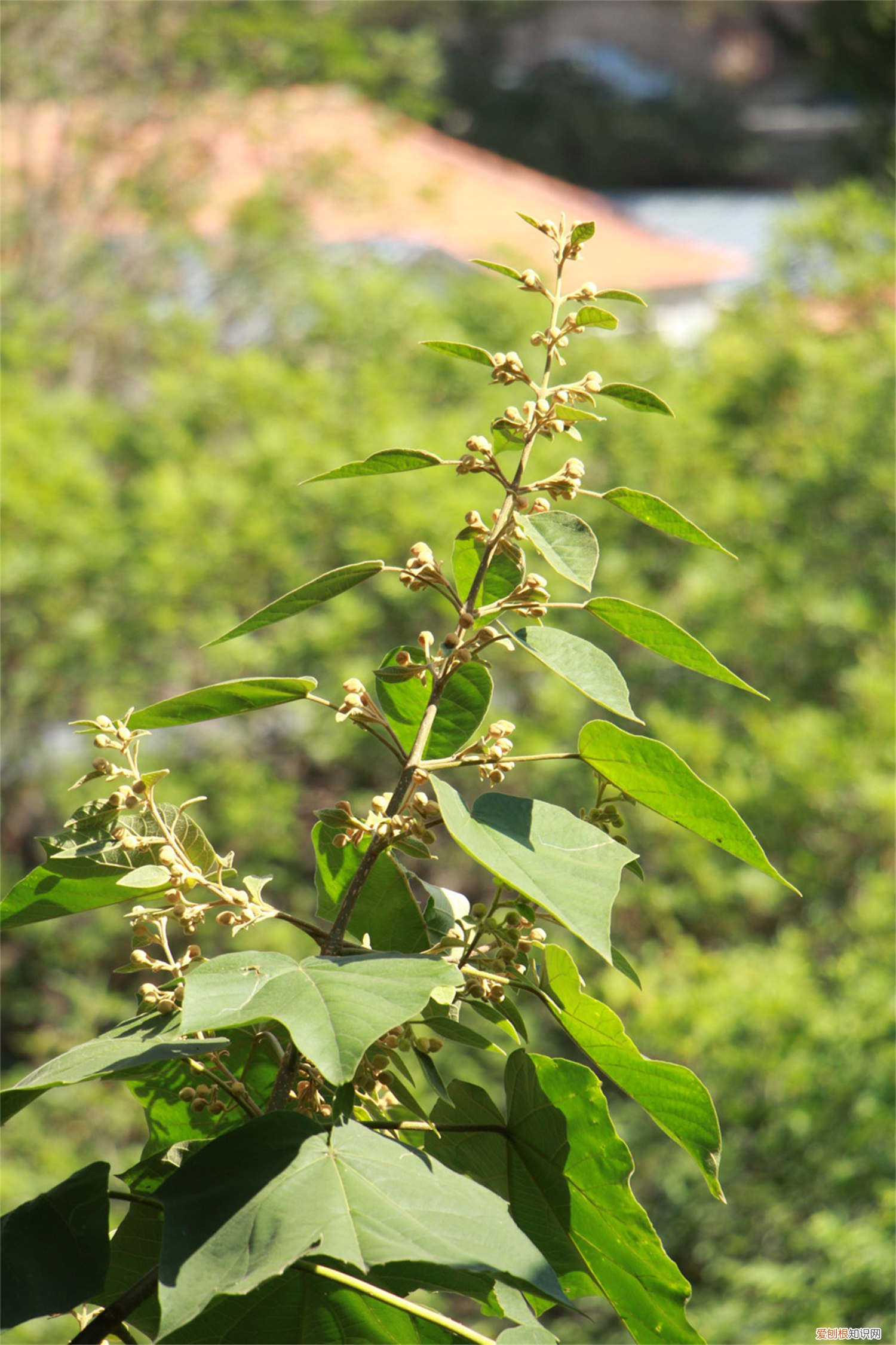 泡桐树栽植技术 泡桐树怎么种植，怎么才能栽活