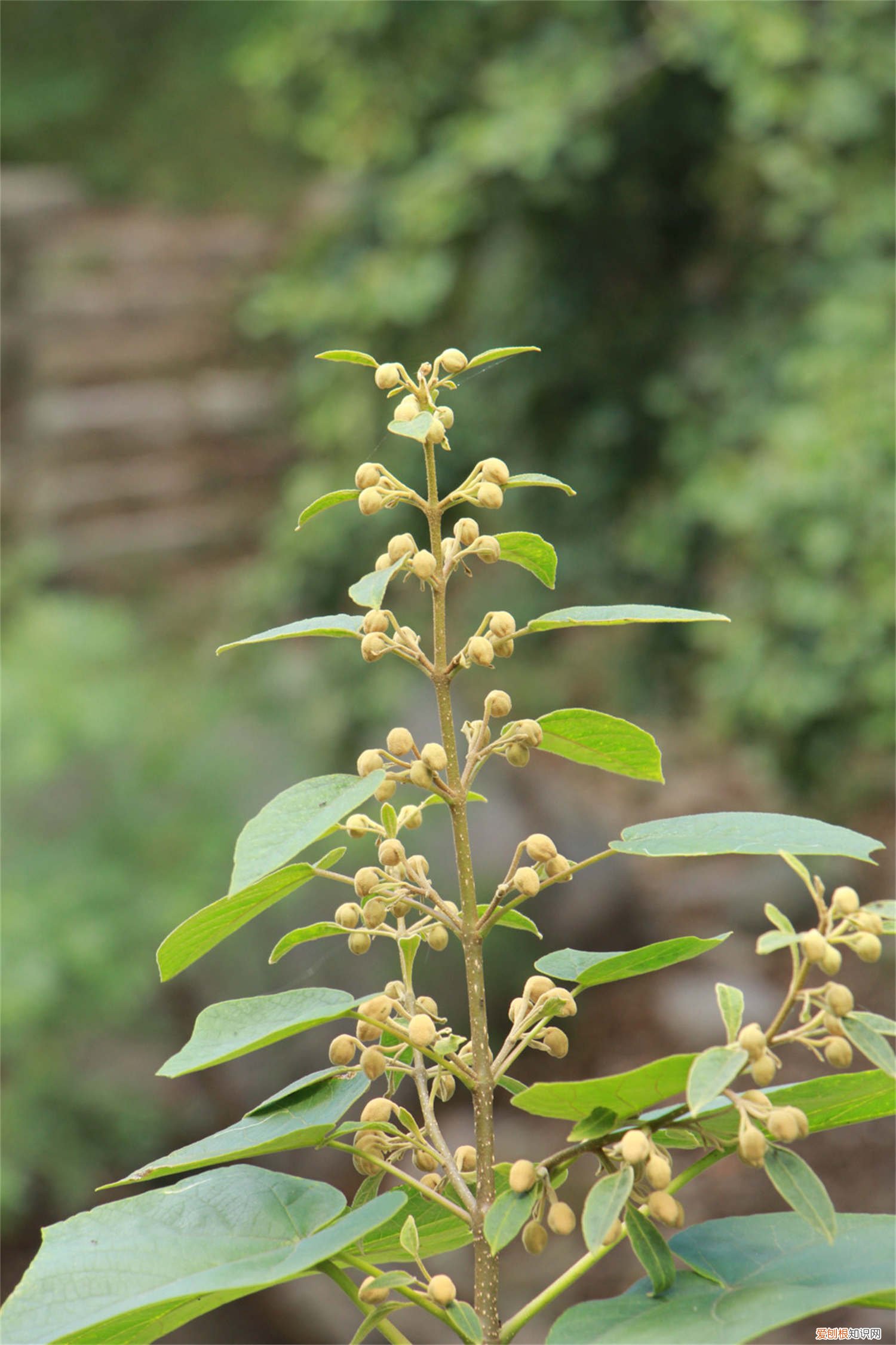 泡桐树栽植技术 泡桐树怎么种植，怎么才能栽活