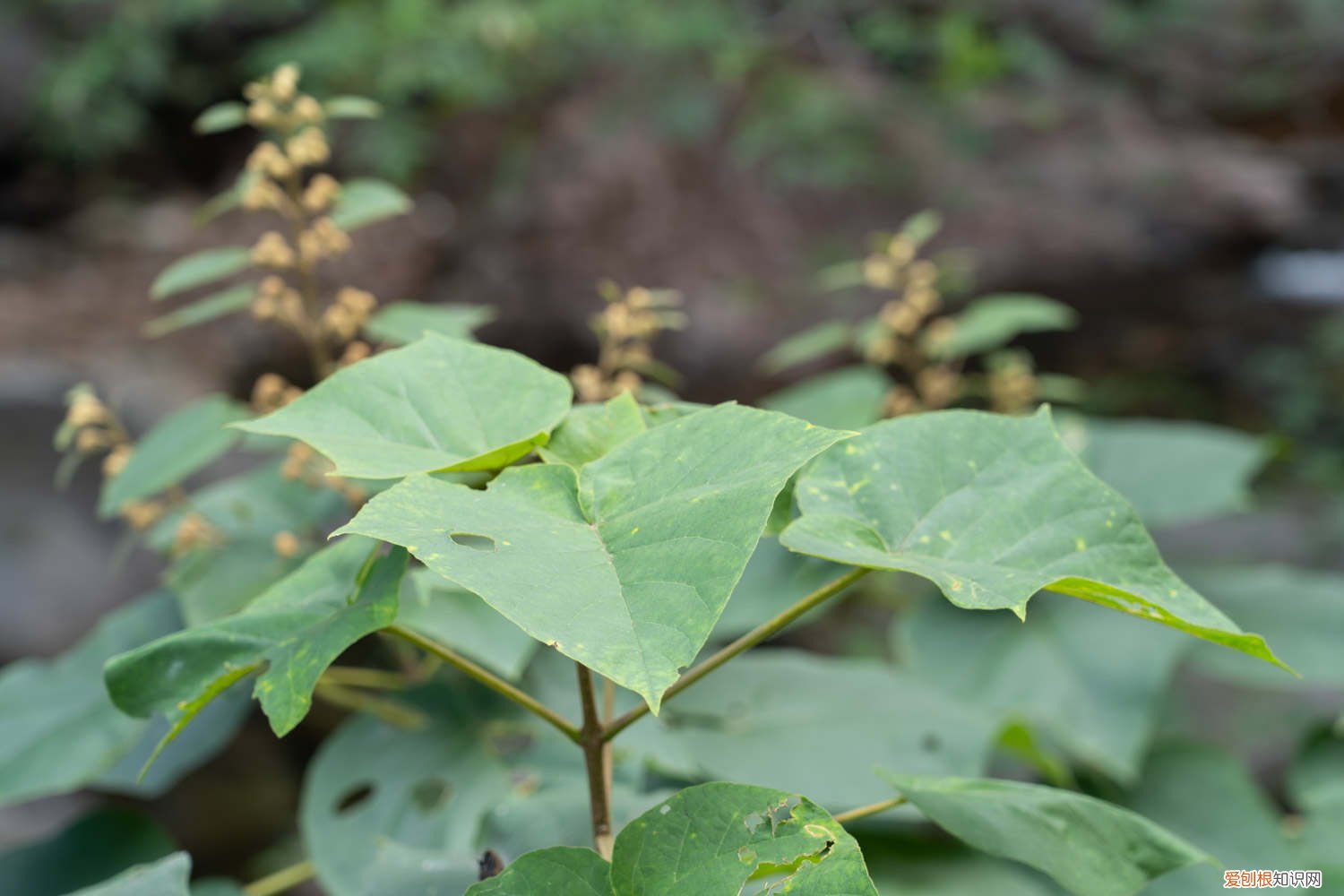 泡桐花怎么养,种植技术与管理 泡桐花怎么养，种植技术