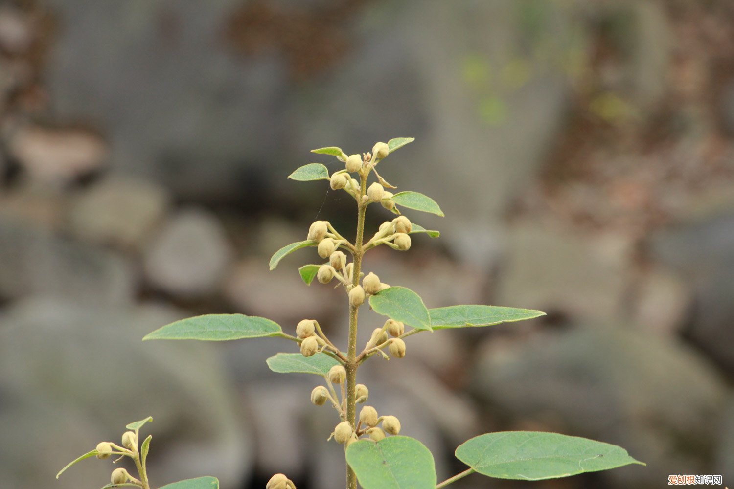 泡桐花怎么养,种植技术与管理 泡桐花怎么养，种植技术