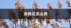 泡桐花怎么养,种植技术与管理 泡桐花怎么养，种植技术